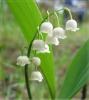   lily of valley