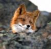   Foxcute