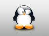   Pingvinchick