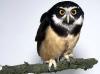   owlnight
