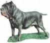   mastino