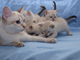   thaicat