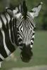   ZebrA007