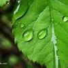   Green life