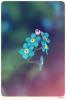   Myosotis