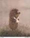   Hedgehog in the fog
